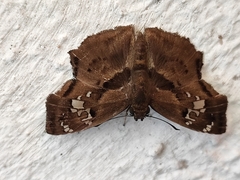 Quadrus lugubris lugubris