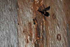 Camponotus dryandrae