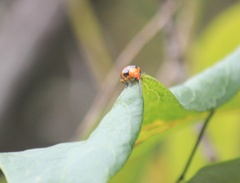 Aulacophora hilaris