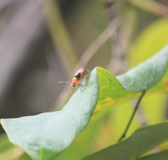 Aulacophora hilaris