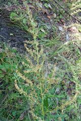 Artemisia integrifolia