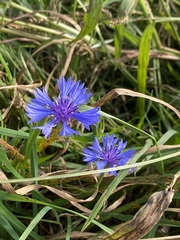 Centaurea cyanus