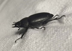 Serrognathus titanus castanicolor