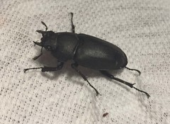 Serrognathus titanus castanicolor