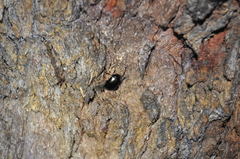 Chalcopteroides