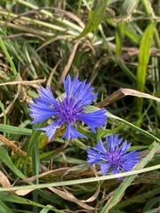 Centaurea cyanus