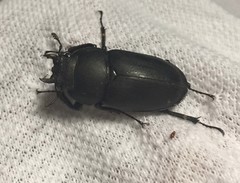 Serrognathus titanus castanicolor