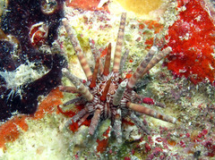 Eucidaris tribuloides