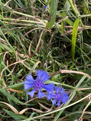 Centaurea cyanus