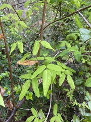 Boquila trifoliolata