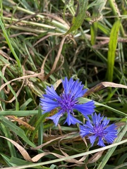 Centaurea cyanus