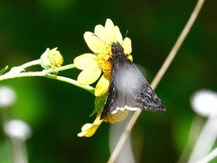Erynnis funeralis