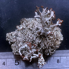 Cladonia cariosa