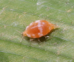 Coniopteryginae