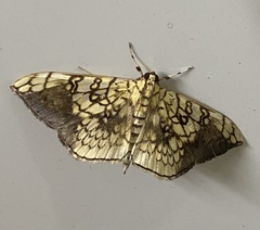 Pantographa