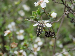 Castiarina crocicolor