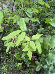 Boquila trifoliolata