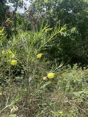 Gomphocarpus fruticosus fruticosus