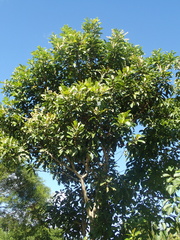 Buchanania arborescens