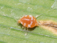 Coniopteryginae