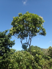 Buchanania arborescens