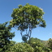 Buchanania arborescens - Photo no hay derechos reservados, subido por 葉子