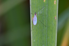 Trichocera