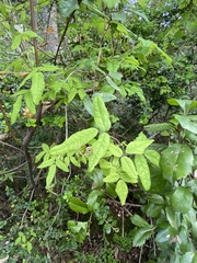 Boquila trifoliolata