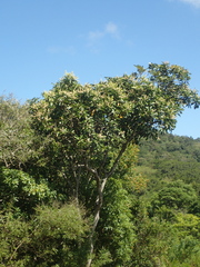 Buchanania arborescens