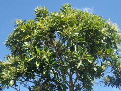 Buchanania arborescens