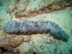 Holothuria mexicana