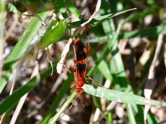 Compsocryptus texensis