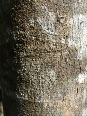 Buchanania arborescens