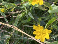 Guizotia abyssinica