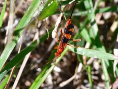 Compsocryptus texensis