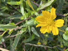Guizotia abyssinica