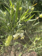 Gomphocarpus fruticosus fruticosus