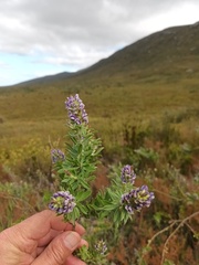 Psoralea spicata