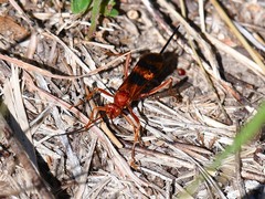 Compsocryptus texensis