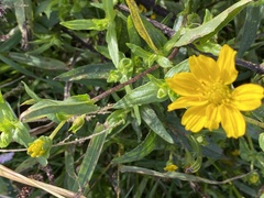 Guizotia abyssinica