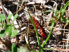 Compsocryptus texensis