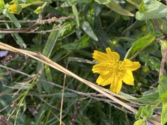 Guizotia abyssinica
