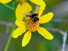 Palpada pusilla
