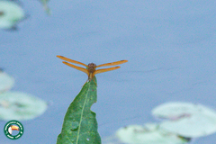 Perithemis