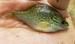 Lepomis marginatus