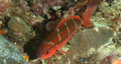 Pterocaesio digramma