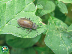Lagria villosa