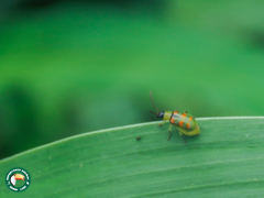 Diabrotica speciosa