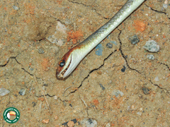 Chironius quadricarinatus