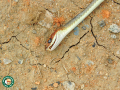 Chironius quadricarinatus